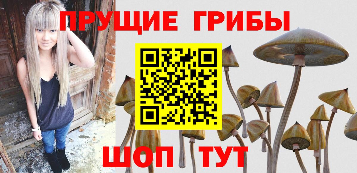 Галлюциногенные грибы Psilocybe Электрогорск